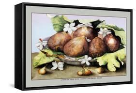 Dish of Figs with Jasmine and Small Pears-Giovanna Garzoni-Framed Stretched Canvas