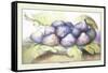 Dish of Figs-Giovanna Garzoni-Framed Stretched Canvas