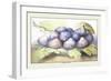 Dish of Figs-Giovanna Garzoni-Framed Art Print