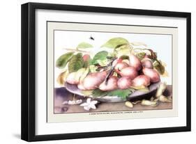 Dish of Plums, Nuts, Jasmine and a Fly-Giovanna Garzoni-Framed Art Print
