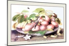 Dish of Plums, Nuts, Jasmine and a Fly-Giovanna Garzoni-Mounted Art Print