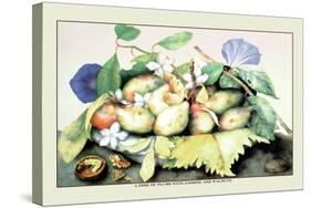 Dish of Plums with Jasmine and Walnuts-Giovanna Garzoni-Stretched Canvas
