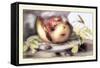 Dish with a Pomegranate, A Grasshopper, A Snail, and Two Chestnuts-Giovanna Garzoni-Framed Stretched Canvas