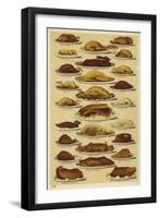Dishes of Meat-null-Framed Giclee Print