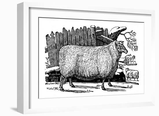 Dishley (New Leiceste) Sheep, 1811-null-Framed Giclee Print