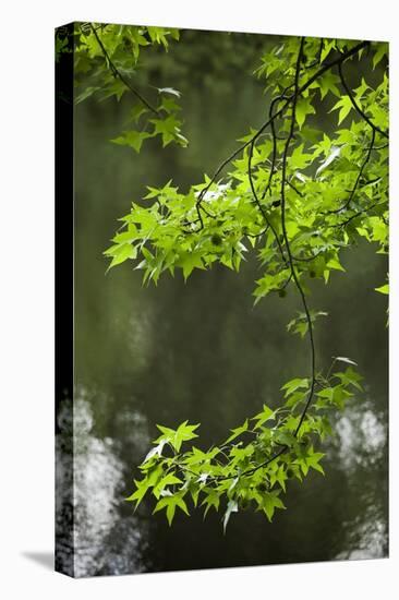 Dismal Swamp State Park, North Carolina-Paul Souders-Stretched Canvas