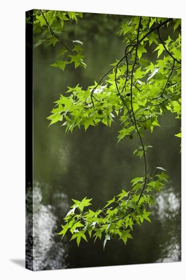 Dismal Swamp State Park, North Carolina-Paul Souders-Stretched Canvas