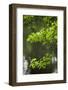 Dismal Swamp State Park, North Carolina-Paul Souders-Framed Photographic Print