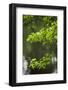 Dismal Swamp State Park, North Carolina-Paul Souders-Framed Photographic Print