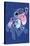 Disney Lilo And Stitch - Slobber Hi-Trends International-Stretched Canvas