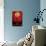 Disney Tim Burton's The Nightmare Before Christmas - Red Jack-Trends International-Poster displayed on a wall