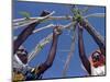 Displaced Sudanese Women Try to Rebuild their Tents in Refugee Camp in the Darfur Area of Sudan-null-Mounted Photographic Print