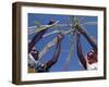 Displaced Sudanese Women Try to Rebuild their Tents in Refugee Camp in the Darfur Area of Sudan-null-Framed Photographic Print