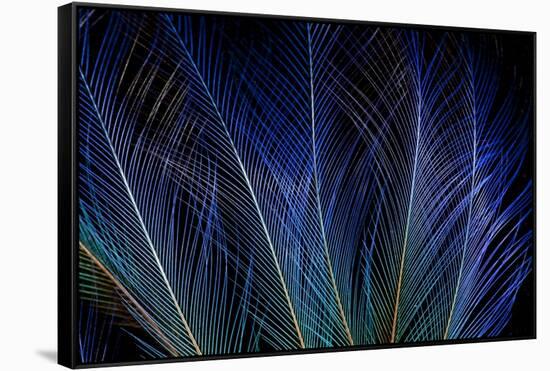 Display Feathers of Blue Bird of Paradise-Darrell Gulin-Framed Stretched Canvas