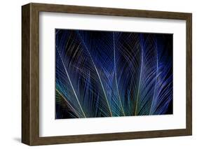 Display Feathers of Blue Bird of Paradise-Darrell Gulin-Framed Photographic Print