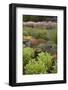 Display Garden at Lavender Festival, Sequim, Washington, USA-Merrill Images-Framed Photographic Print