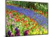 Display garden in full bloom-Terry Eggers-Mounted Photographic Print