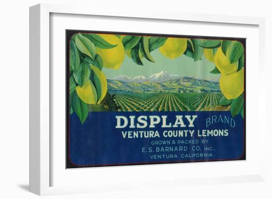 Display Lemon Label - Ventura, CA-Lantern Press-Framed Art Print