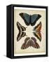 Display of Butterflies I-Vision Studio-Framed Stretched Canvas