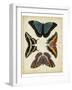 Display of Butterflies I-Vision Studio-Framed Art Print