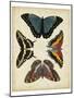 Display of Butterflies I-Vision Studio-Mounted Art Print