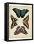 Display of Butterflies I-Vision Studio-Framed Stretched Canvas