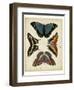 Display of Butterflies I-Vision Studio-Framed Art Print