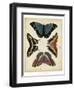 Display of Butterflies I-Vision Studio-Framed Art Print