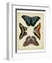 Display of Butterflies I-Vision Studio-Framed Art Print