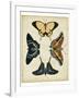 Display of Butterflies III-Vision Studio-Framed Art Print