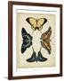 Display of Butterflies III-Vision Studio-Framed Art Print