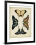 Display of Butterflies III-Vision Studio-Framed Art Print