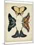 Display of Butterflies III-Vision Studio-Mounted Art Print