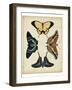 Display of Butterflies III-Vision Studio-Framed Art Print