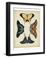 Display of Butterflies III-Vision Studio-Framed Art Print
