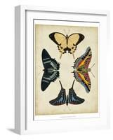 Display of Butterflies III-Vision Studio-Framed Art Print