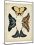 Display of Butterflies III-Vision Studio-Mounted Art Print