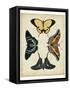 Display of Butterflies III-Vision Studio-Framed Stretched Canvas