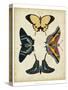 Display of Butterflies III-Vision Studio-Stretched Canvas