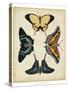 Display of Butterflies III-Vision Studio-Stretched Canvas