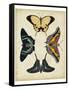 Display of Butterflies III-Vision Studio-Framed Stretched Canvas