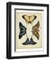 Display of Butterflies III-Vision Studio-Framed Art Print