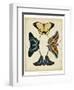 Display of Butterflies III-Vision Studio-Framed Art Print