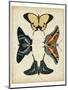 Display of Butterflies III-Vision Studio-Mounted Art Print