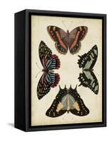 Display of Butterflies IV-Vision Studio-Framed Stretched Canvas