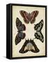 Display of Butterflies IV-Vision Studio-Framed Stretched Canvas