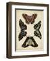 Display of Butterflies IV-Vision Studio-Framed Art Print