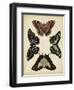 Display of Butterflies IV-Vision Studio-Framed Art Print