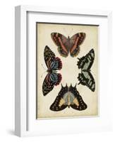 Display of Butterflies IV-Vision Studio-Framed Art Print