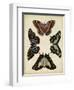 Display of Butterflies IV-Vision Studio-Framed Art Print